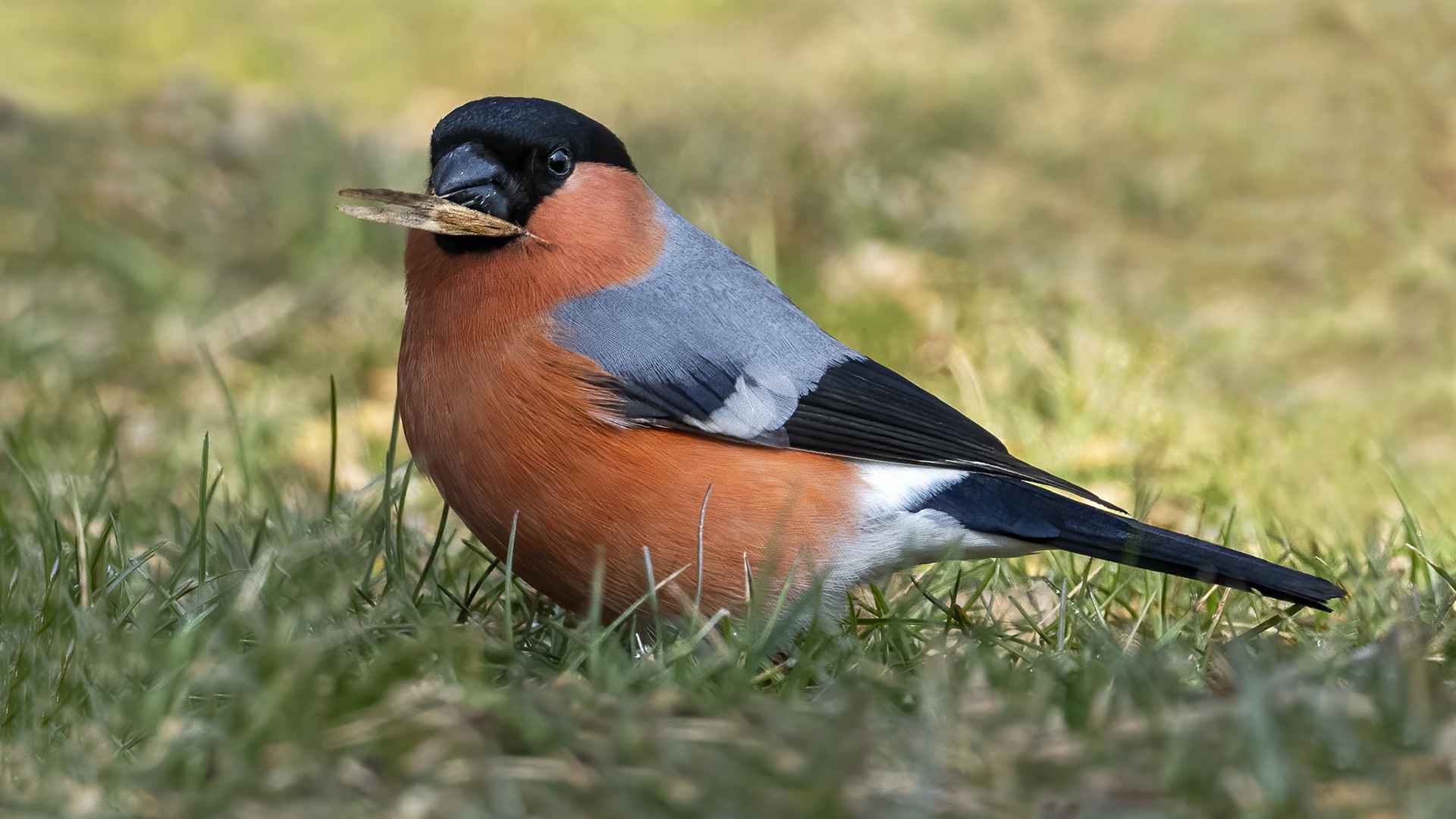 Eurasian Bullfinch